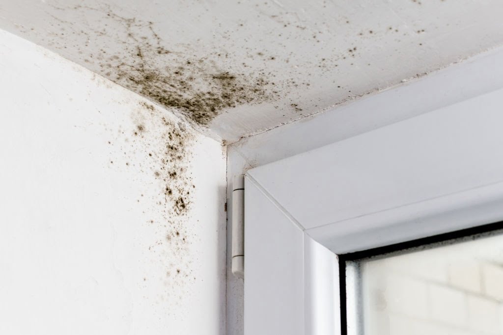 Mold Specialist Miami | Mold Removal